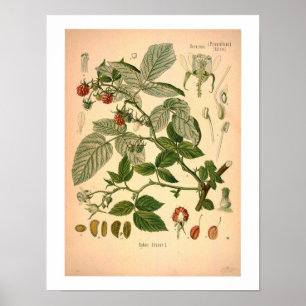 Himbeer-Botanikdruck Poster