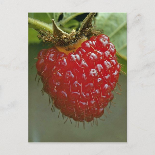 Himbeere aus Hawaii (Rubus hawaiiensis) Postkarte (Vorderseite)