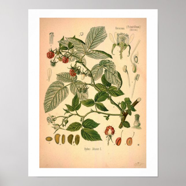 Himbeere Botanische Schrift Poster (Vorne)