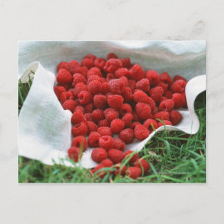 Himbeere Postkarte