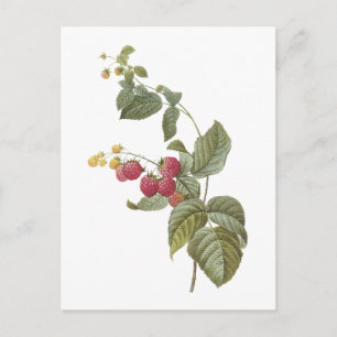 Himbeere (Rubus-SP.) durch Redouté Postkarte