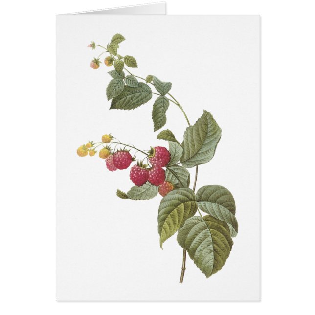 Himbeere (Rubus sp.) von Redouté (Vorne)