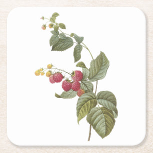 Himbeere (Rubus sp.) von Redouté Rechteckiger Pappuntersetzer