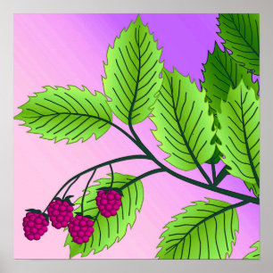Himbeeren auf einem Zweig Poster