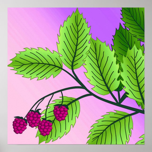 Himbeeren auf einem Zweig Poster (Vorne)