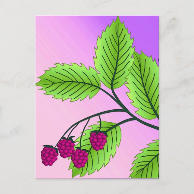 Himbeeren auf Zweig Postkarte (Vorderseite)
