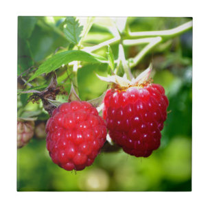 Himbeeren Fliese