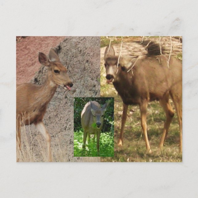Himbeeren III Postkarte (Vorderseite)