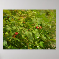 Himbeeren in den Alpen - Grün und Rot Foto