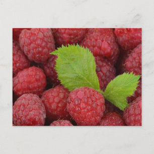 Himbeeren Postkarte