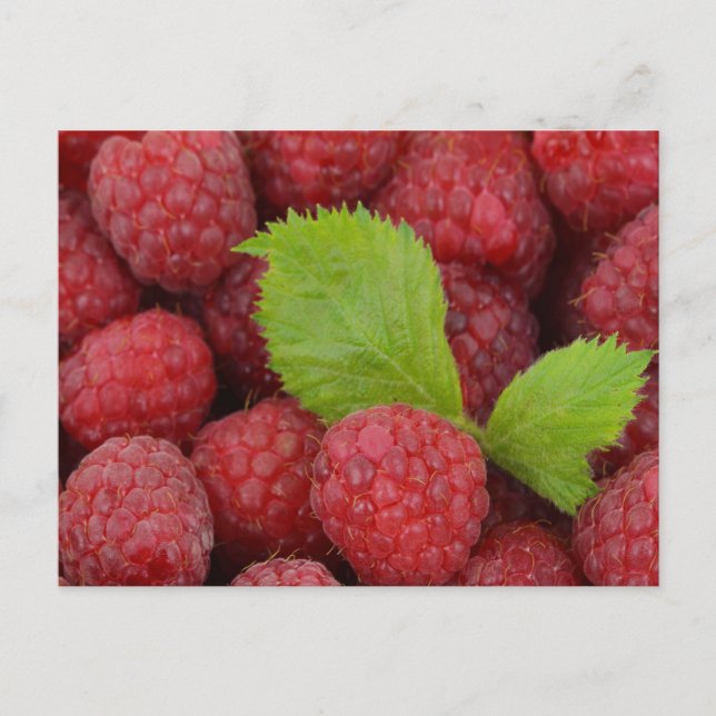 Himbeeren Postkarte (Vorderseite)