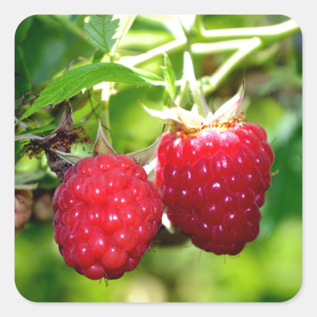 Himbeeren Quadratischer Aufkleber (Vorderseite)