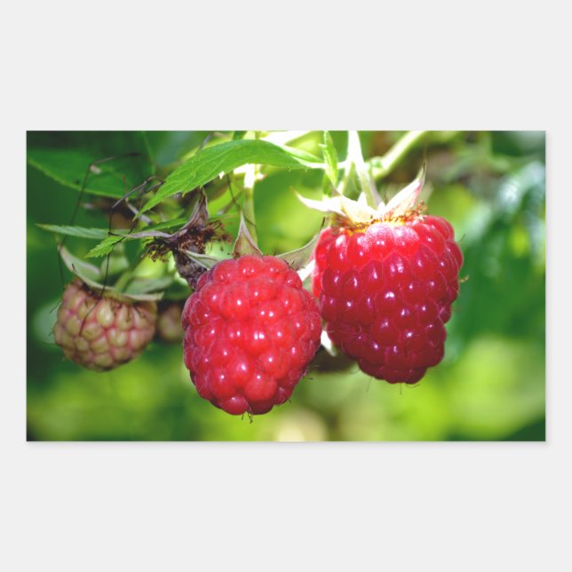 Himbeeren, rote Beeren, rote Früchte Rechteckiger Aufkleber (Vorderseite)