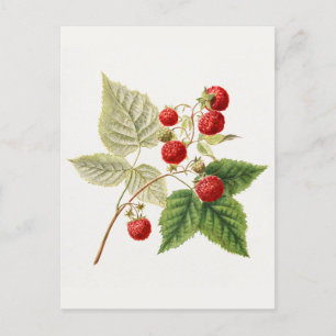 Himbeeren (Rubus Xneglectus) Früchtemalerei Postkarte