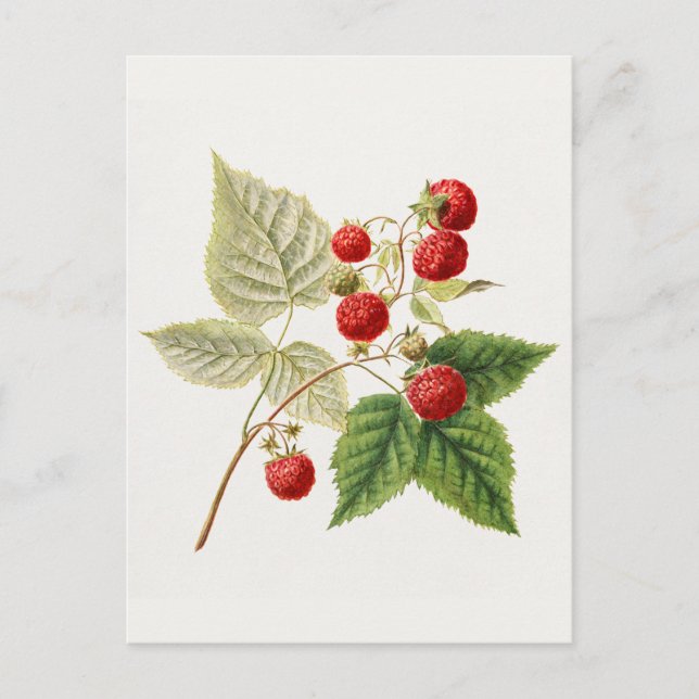 Himbeeren (Rubus Xneglectus) Früchtemalerei Postkarte (Vorderseite)