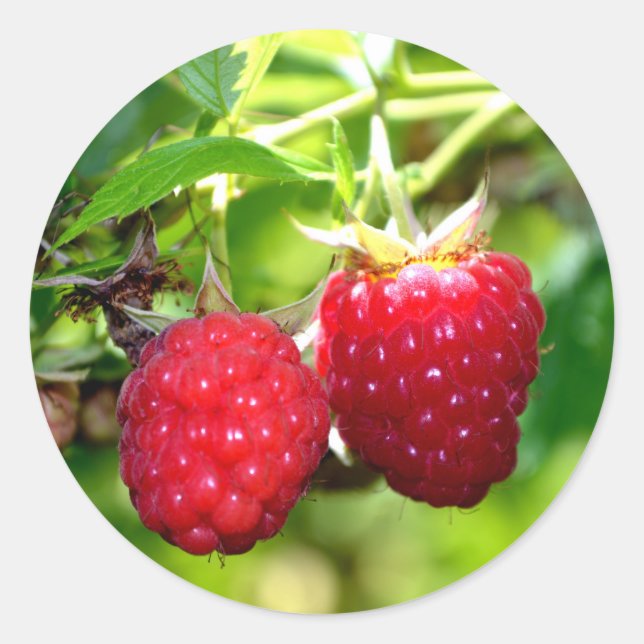 Himbeeren Runder Aufkleber (Vorderseite)