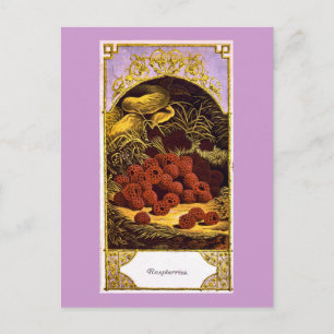 Himbeeren - Vintage Ad 1874 Postkarte