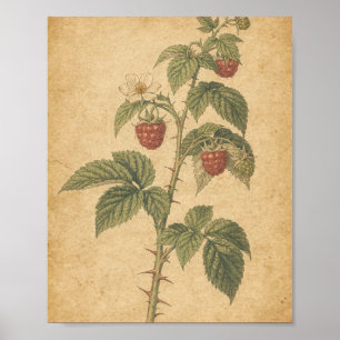 Himbeerrute mit reifen Beeren Botanische Kunst Poster