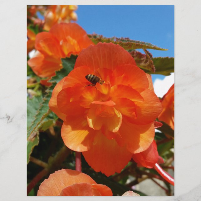 Himmel, Blume und Bienen (Vorderseite)