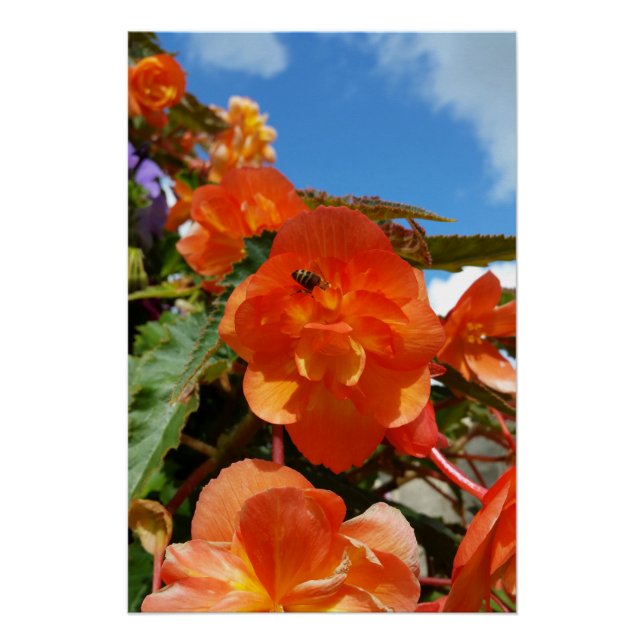 Himmel, Blume und Bienen Poster (Vorderseite)