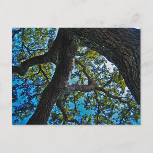 Himmel die Grenze-Baum-Postkarte Postkarte
