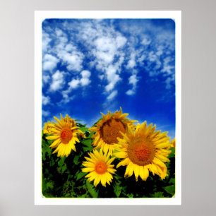 Himmel und Blüte, Plakat