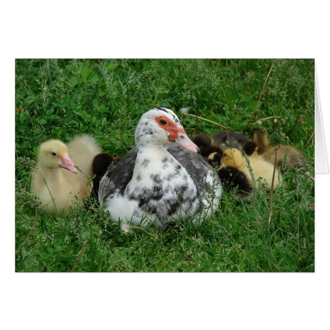 Himmel und Entlein (Vorderseite (Horizontal))