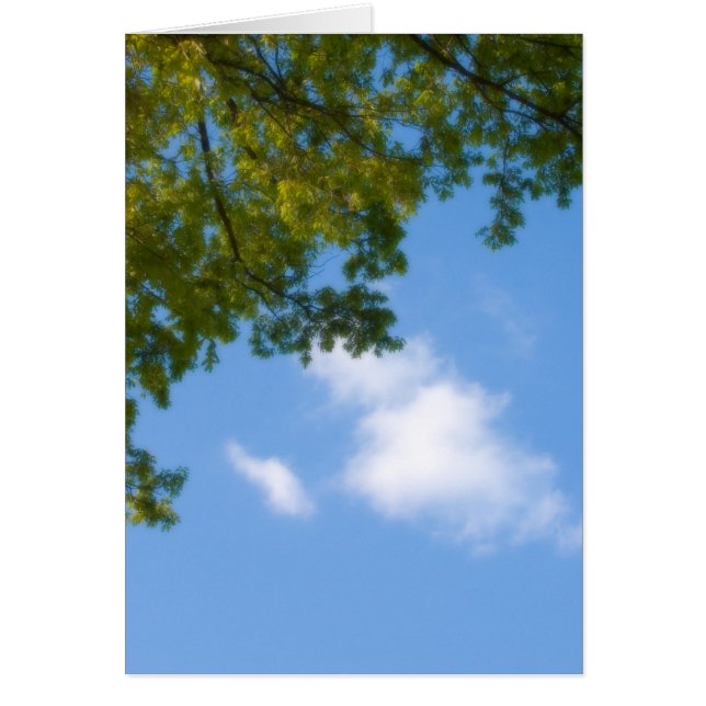 Himmelsansicht mit Baumspitze (Vorne)