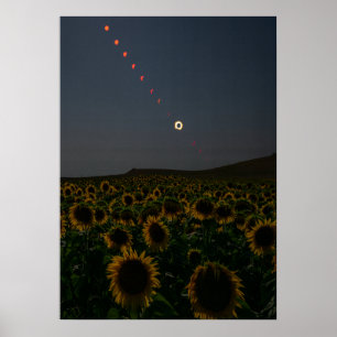 Himmelsdruckkunstfeld Sonnenblume Poster