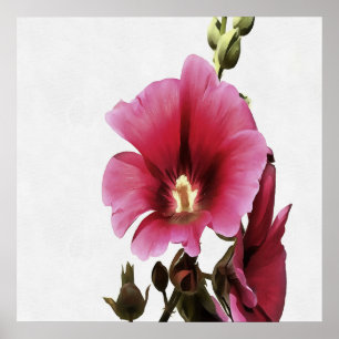 Himmlisch Pink Hollyhock Malva Blume Floral Poster