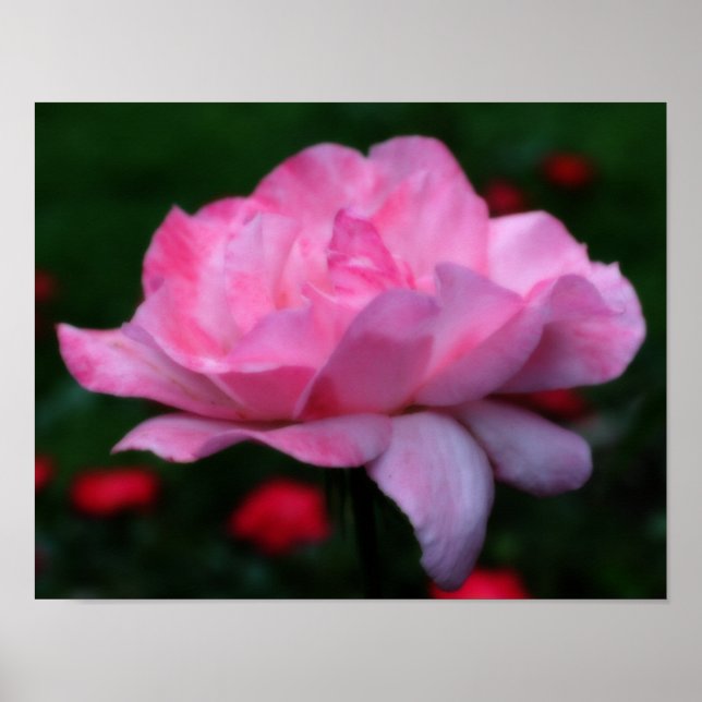 Himmlisch Rosa Blume Orton Art Poster (Vorne)