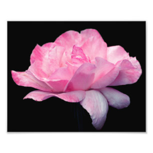 Himmlisch Rosa Rose Blume 8x10 Fotodruck