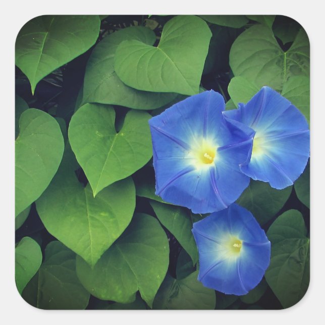 Himmlische Blue Morning Glory Blume | Quadratischer Aufkleber (Vorderseite)
