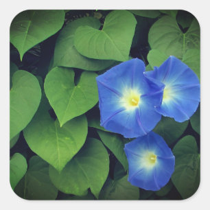 Himmlische Blue Morning Glory Blume Quadratischer Aufkleber