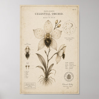 Himmlische Orchidee Victorianisches Botanisches Mu Poster
