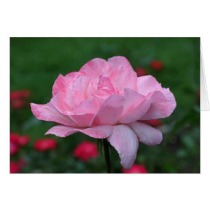 Himmlische Rosenblume Fotokarte