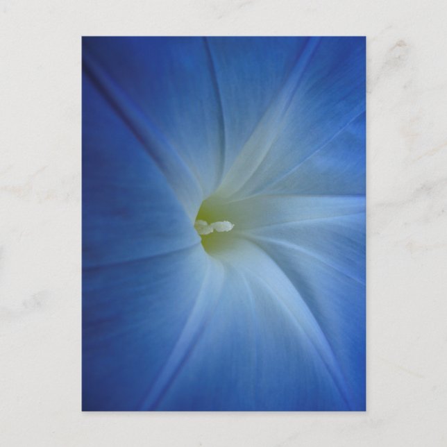 Himmlischer Blue Morning Glory Nah-Up Postkarte (Vorderseite)