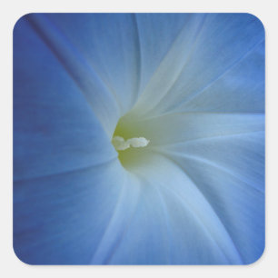 Himmlisches Blue Morning Glory Blume Foto Quadratischer Aufkleber