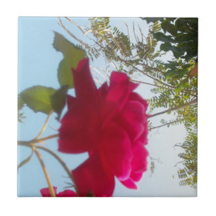 Himmlisches Blut: Eine Rose gegen den Himmel Fliese