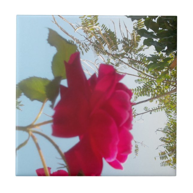 Himmlisches Blut: Eine Rose gegen den Himmel Fliese (Vorderseite)