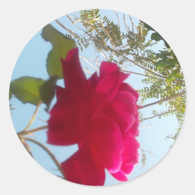 Himmlisches Blut: Eine Rose gegen den Himmel Runder Aufkleber (Vorderseite)