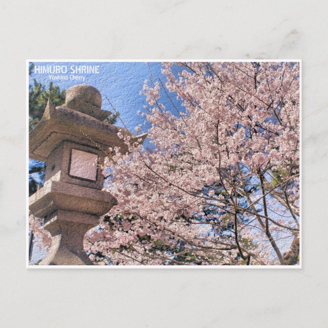 Himuro Shrine (Yoshino Cherry) ポストカード Postkarte (Vorderseite)