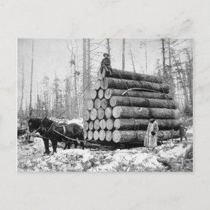 Hin- und Herschleppen von Logs, 1908 Postkarte