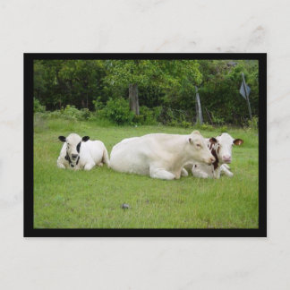 Hindu Cows Postkarte