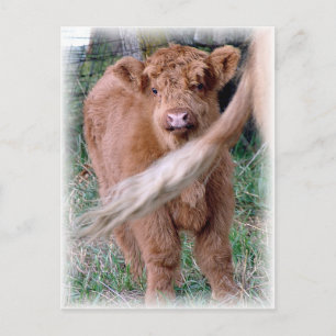 hinter dem Schwanz von Mama Postkarte