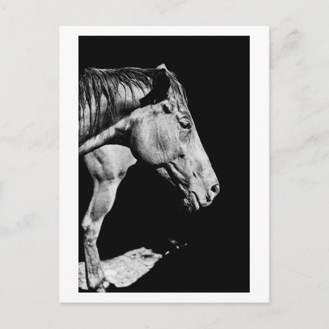 Hinterbein Postkarte (Vorderseite)