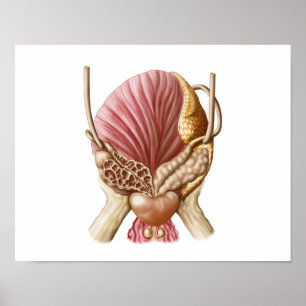 Hintere Ansicht der urinausscheidenden Blase Poster