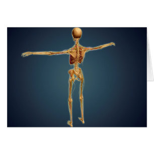 Hintere Ansicht des menschlichen Skeletts mit