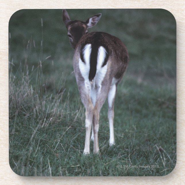 Hintere Ansicht eines Rotwilds, Neuseeland Getränkeuntersetzer (Vorderseite)