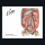 Hintere Bauchwand Poster<br><div class="desc">Netters Darstellung der hinteren Bauchwand. Kunst aus dem bekannten Atlas der menschlichen Anatomie von Frank H. Netter,  MD.</div>